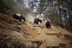 Nepal 3 307 1