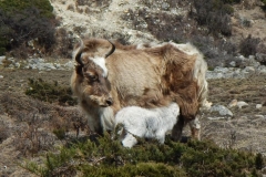 Baby Yak