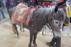 Mikes horse