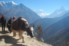 My Yak mates