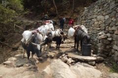 Yak jam